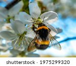 Bumblebee Insect On White...