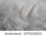 White cat fur close up