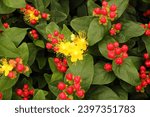 Small photo of Flowers and ripe berries on Hypericum Miracle Attraction ('Alldiablo'PBR) (Miracle Series) ()St. John's Wort)