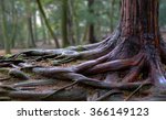 Tree Roots And Green Forest