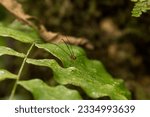 Small photo of Apiai - Sao Paulo - Brasil - apr 21th 2023: Harvestman (Holcobunus sp) on leaf in Apiai, Brazil