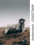 Small photo of A face-to-face encounter with a Swale Dale sheep