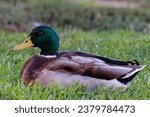 Small photo of This photograph captures a beautiful Mallard (Male) on an autumn morning. Mallards are dabbling ducks found around the world. Males have an iridescent green head and purple patches on their wings.