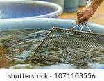 Small photo of White shrimp from mature farms are transported to a cooling tank and prepared for export to the partner country.