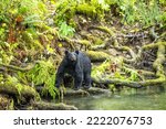 Black bears foraging for spawning salmon in the rivers of Vancouver Island.