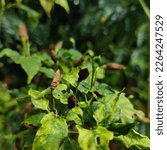Small photo of Fungal diseases in chili plants which are very detrimental to farmers