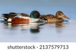 Duck couple. White blue nature background. Duck; Northern Shoveler. (Spatula clypeata)