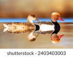Small photo of Ducks swimming in a wonderful nature. Colorful nature background. Red crested Pochard. Netta rufina.