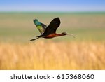 Big Bird Flying. Colorful...