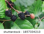 Blackberries on a green branch. Ripe blackberries. Delicious black berry growing on the bushes. Berry fruit drink. Juicy berry on a branch