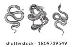 Snakes Illustrations Vector...