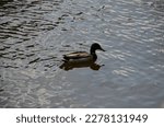 A Lonely Duck In The Middle Of...