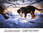 Small photo of Greater swiss mountain dog Nea