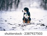 Small photo of Greater swiss mountain dog Nea