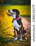 Small photo of Greater swiss mountain dog Nea