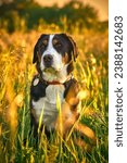 Small photo of Greater swiss mountain dog Nea