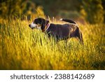 Small photo of Greater swiss mountain dog Nea