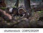 European mouflon (Ovis aries musimon) Slovakia