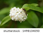 Small photo of Insect called Hoverfly (Meliscaeva cinctella) sitting on white flower.