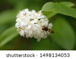 Small photo of Insect called Hoverfly (Meliscaeva cinctella) sitting on white flower.