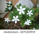 Small photo of flack of white flowers with leaves