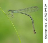 Small photo of Ischnura aurora, the gossamer damselfy or golden dartlet and also known as the aurora bluetail, is a species of damselfly in the family Coenagrionidae