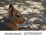 Small photo of Close-up of a Cute and Beautiful baby Bennet Wallaby or Red-necked wallaby (Macropus rufogriseus) tropical kangaroo