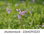 Small photo of Henderson's shooting star (Dodecatheon hendersonii) Flower - Pink Wildflowers in a Garry Oak Meadow on Vancouver Island, British Columbia, Canada