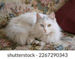 Small photo of Portrait of a white furry odd-eyed cat crouching on a floral upholstered sofa and staring at camera. Heterochromia is a rare condition whereby cat eyes have different colors, green and blue