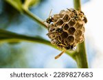 Wasps building a nest on a...