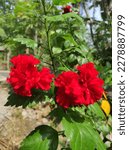 2 Red Hibiscus Flowers Are...