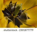 Small photo of the center of a yellow tuple