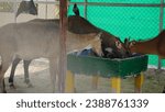 Small photo of The nilgai is the largest antelope of Asia, and is ubiquitous across the northern Indian subcontinent