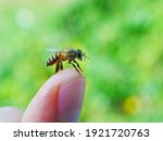 Bees on the fingers. Woman holding honeybee on blurred background