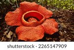 Small photo of Rafflesia arnoldii, the corpse flower[2] or giant padma,[3] is a species of flowering plant in the parasitic genus Rafflesia. It is noted for producing the largest individual flower on Earth.[