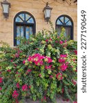 Small photo of Heritage window with purple infernal flowers in arabic countryside.