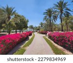 Small photo of Pink flowers infernal plant wall with palm trees and red side walk.