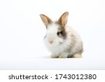 Lovely Bunny Easter Rabbit On...