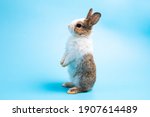 Adorable Bunny Easter Rabbit...