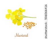 Mustard Flower And Seeds....