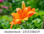 Small photo of The orange lily is a vibrant lily species with showy orange flowers that have red accents and brown spots.