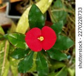 Small photo of Euphorbia geroldii commonly called Gerold's Spurge or Thornless Crown of Thorns a species of plant in the family Euphorbiaceae. 
