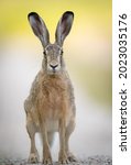 European brown hare  lepus...