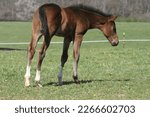 Small photo of foal, colt, filly, inquisitive, baby horse, Quarter Horse, bay, foal at pasture, weanling, alert, cute foal, beautiful foal, pretty colt
