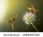 Wasps Fly Around The Flower....