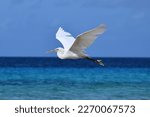 Snowy Egret Flying Over The...