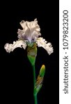 Small photo of Beautiful delicat white iris flower against black background, side view