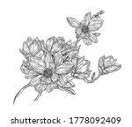 magnolia flowers drawing with... | Shutterstock .eps vector #1778092409