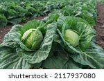 Young cabbage grows in the...