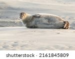 Harbor Seals Sunbathing On A...